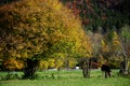 Large deciduous tree in autumn colors on meadow with single grazing horse, Royalty Free Stock Photo