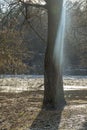 Large deciduous tree on a bank of frozen river