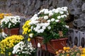 Large decorative flower bed of chrysanthemums in pots. Royalty Free Stock Photo