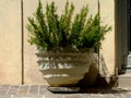 Large decorative green rosemary herbal plant in white ceramic flowerpot by store door