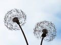 Large decorative metal garden structure in the shape of a dandelion flower, Bremgarten - Switzerland Schweiz