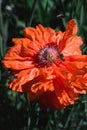 Large decorative red poppies with a black center. Bees collect the nectar from the flowers of the poppy Royalty Free Stock Photo