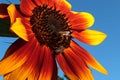 Large decorative sunflower with red to orange petals and yellow petal tips in full blossom with two bees Apis Mellifera Royalty Free Stock Photo