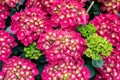 Large deep hot pink hydrangea macrophylla flowers blossoms in summer garden Royalty Free Stock Photo