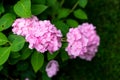 Large deep pink hydrangea blossoms - August summer flower. bush of blooming colorful vibrant pink hydrangeas flowers on Royalty Free Stock Photo