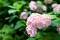 Large deep pink hydrangea blossoms - August summer flower. bush of blooming colorful vibrant pink hydrangeas flowers on Royalty Free Stock Photo