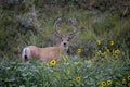 Large Deer Buck