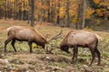 Large deer in a fall forest