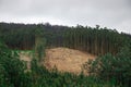 Large deforested forest full of wood cutting debris. Ecological crisis Landscape of Galicia, Spain