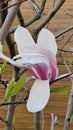 Large delicate magnolia flower, close-up