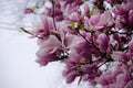 Large and delicate flowers magnolia