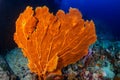 Large, delicate Gorgonian Seafan on a coral reef in the Andaman Sea