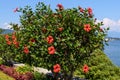 Large and delicate vivid red hibiscus flowers in a tree in an exotic garden in a sunny summer day on Isola Bella by Lake Maggiore Royalty Free Stock Photo