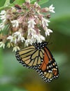 Large Depending Monarch Butterfly