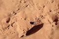 A Large Desert Beetle Makes Tracks in the Valley of Fire Sand