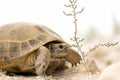 Large desert turtle. Wildlife reptile outdoors in nature. Side view. Copy space