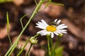 A large detached white flower a daisy with a blowfly on a meadow in Germany