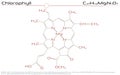 Molecule of Chlorophyll