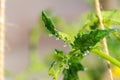 large dew drops hang on the protruding parts of tomato leaves