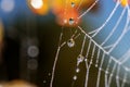 Large dew drops with reflection on the spider web closeup. Abstract background Royalty Free Stock Photo