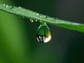 Dewdrop hangs from the tip of a green leaf Royalty Free Stock Photo
