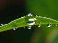 Dewdrop hangs from the tip of a green leaf Royalty Free Stock Photo