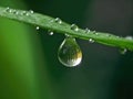 Dewdrop hangs from the tip of a green leaf Royalty Free Stock Photo