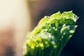 Large dewdrops on an unfilled young leaf of the plant