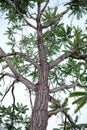 Large dicotyledonous angiosperm tree Royalty Free Stock Photo