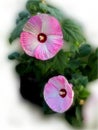 Large dinner plate pink swirl hibiscus in full bloom Royalty Free Stock Photo