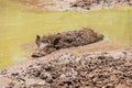 Large dirty black wild pig laying in the mud