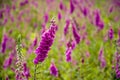 Foxglove flowers in Cornwall Royalty Free Stock Photo