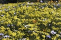 A large display of yellow and white daisies growing in springtime Royalty Free Stock Photo