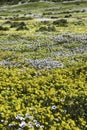 A large display of yellow and white daisies growing in springtime on the West Coast Royalty Free Stock Photo