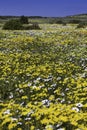 A large display of yellow and white daisies growing in springtime Royalty Free Stock Photo