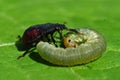 Spiked shieldbug Picromerus bidens nymphs, takes a larva