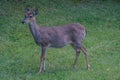 Pregnant female whitetail deer Royalty Free Stock Photo