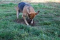 Dog Digging in a Gofer Hole Royalty Free Stock Photo