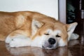 A large dog of the Akina Inu breed lies relaxed on the floor Royalty Free Stock Photo
