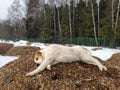 large dog Alabai lies on the sawdust in winter. White and brown Central Asian Shepherd Dog is resting on tree bark mulch Royalty Free Stock Photo