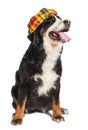 Large dog Bernese Mountain Dog in a Scottish beret. Is sitting. Isolated on white background Royalty Free Stock Photo