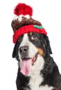 Large dog of breed Bernese Mountain Dog in a red knitted hat. Close-up. Isolated on white background Royalty Free Stock Photo