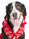 Large dog of breed Bernese Mountain Dog in a red knitted vest. Close-up. Isolated on white background Royalty Free Stock Photo