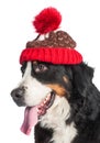 Large dog of breed Bernese Mountain Dog in a red knitted hat. Close-up. Isolated on white background Royalty Free Stock Photo