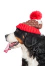 Large dog of breed Bernese Mountain Dog in a red knitted hat. Close-up. Isolated on white background Royalty Free Stock Photo