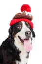 Large dog of breed Bernese Mountain Dog in a red knitted hat. Close-up. Isolated on white background Royalty Free Stock Photo
