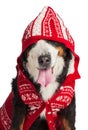 Large dog of breed Bernese Mountain Dog in a red knitted vest and hood. Close-up. Isolated on white background Royalty Free Stock Photo