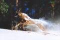 A large dog of breed Malinois runs in the sand