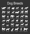 Large dog breed set collection vector silhouette illustration isolated on black background. Royalty Free Stock Photo