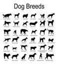 Large dog breed set collection vector silhouette illustration isolated on white background Royalty Free Stock Photo